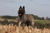 BOUVIER DES ARDENNES 258